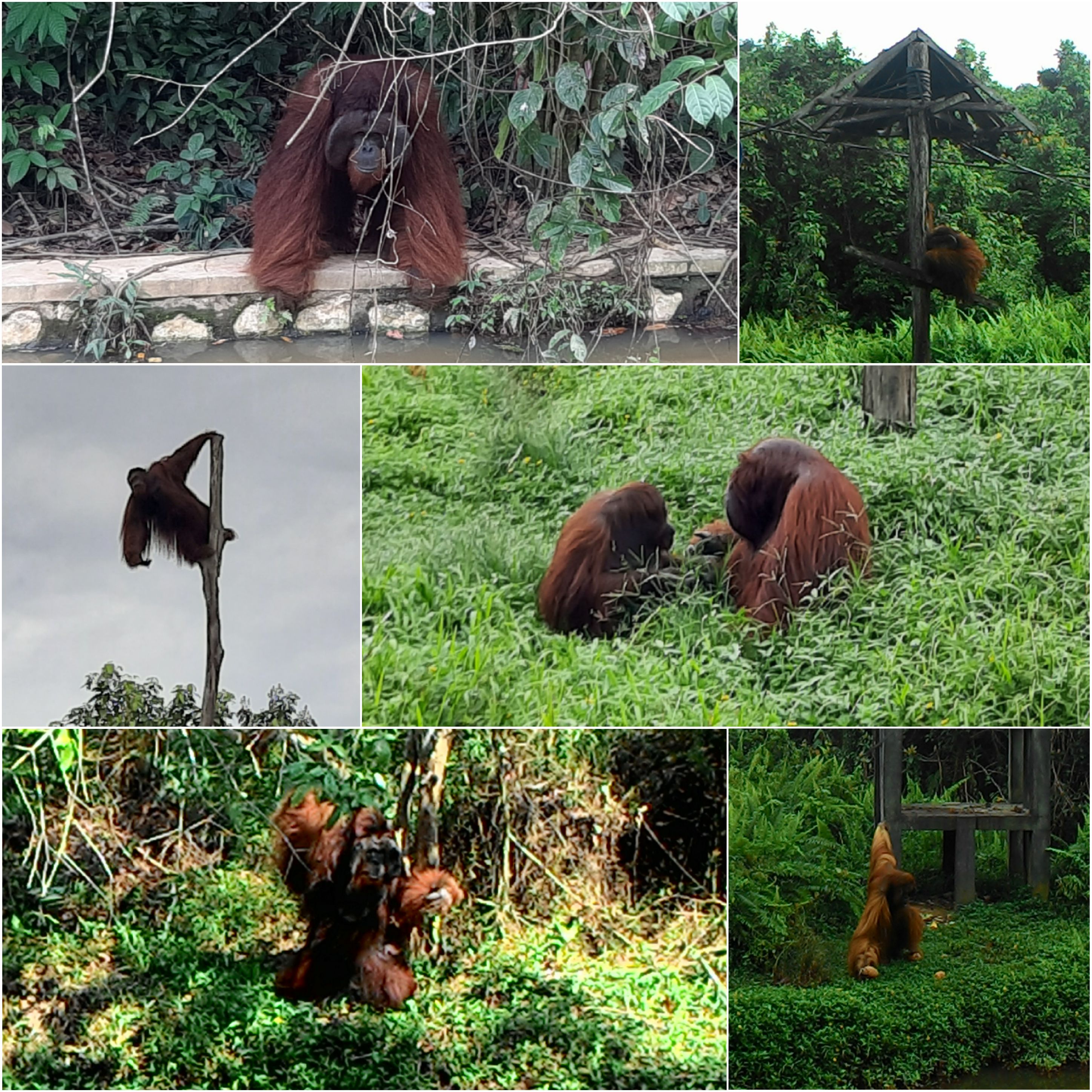 Orangutan Tours