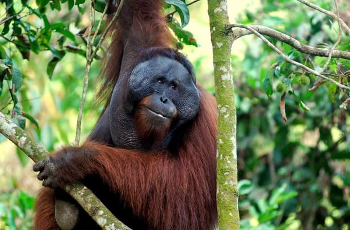 ORANGUTAN WILD LIFE - KUTAI NATIONAL PARK 3 DAYS 2 NIGHTS